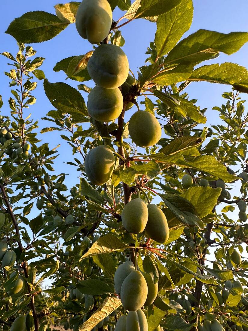 Prune Stanley pe ramură, în livada ecologică Pruny
