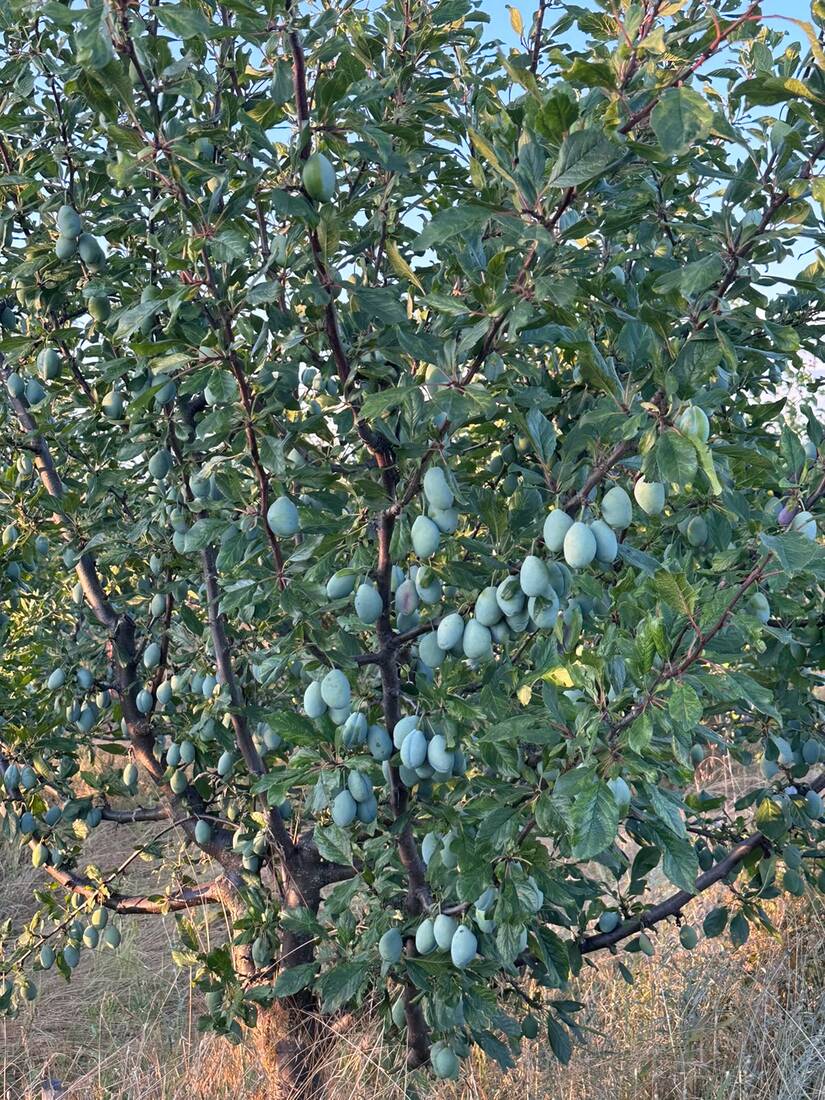 Prun încărcat cu prune în livada Pruny, la lumina serii